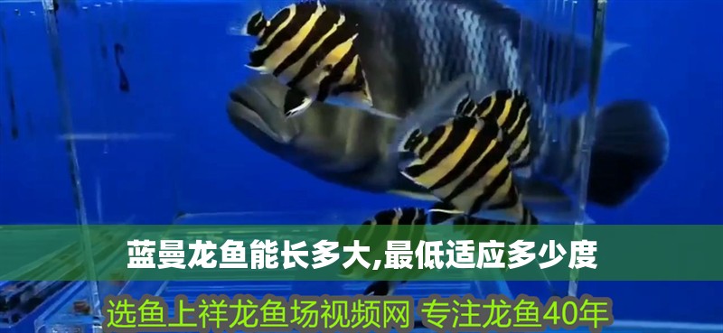 藍曼龍魚能長多大,最低適應多少度