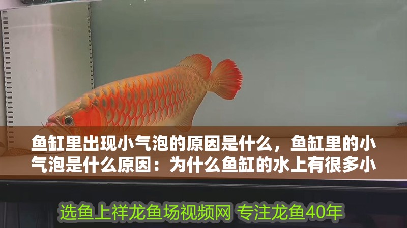 魚缸里出現小氣泡的原因是什么，魚缸里的小氣泡是什么原因：為什么魚缸的水上有很多小氣泡？