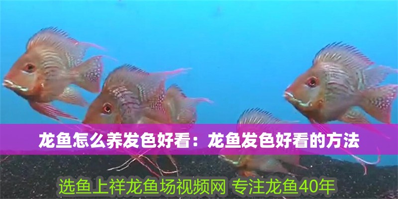 龍魚怎么養發色好看：龍魚發色好看的方法