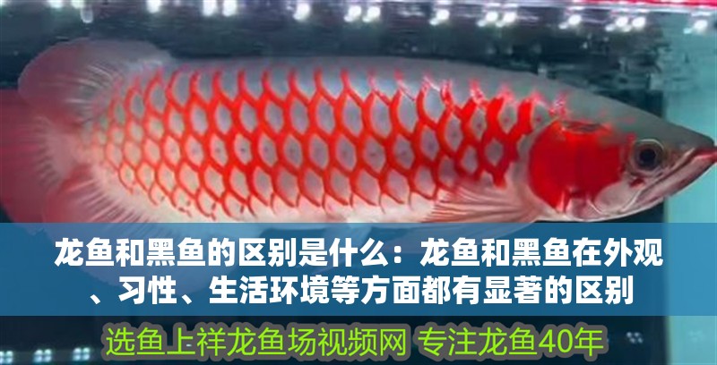 龍魚(yú)和黑魚(yú)的區(qū)別是什么：龍魚(yú)和黑魚(yú)在外觀、習(xí)性、生活環(huán)境等方面都有顯著的區(qū)別