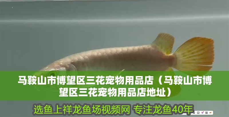 馬鞍山市博望區三花寵物用品店（馬鞍山市博望區三花寵物用品店地址）