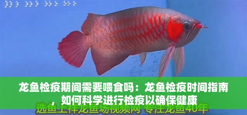 龍魚檢疫期間需要喂食嗎：龍魚檢疫時(shí)間指南，如何科學(xué)進(jìn)行檢疫以確保健康