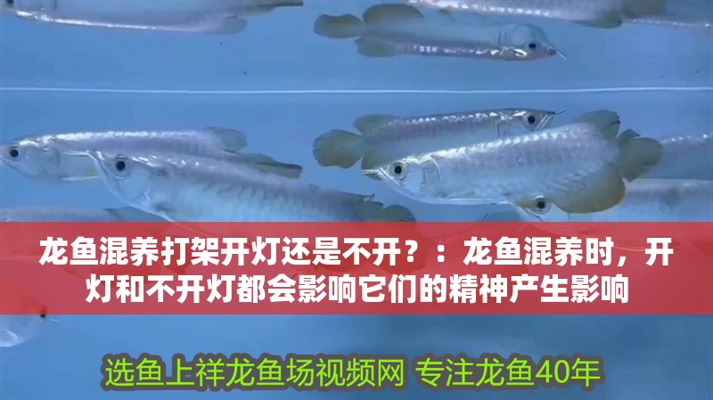 龍魚混養打架開燈還是不開？：龍魚混養時，開燈和不開燈都會影響它們的精神產生影響