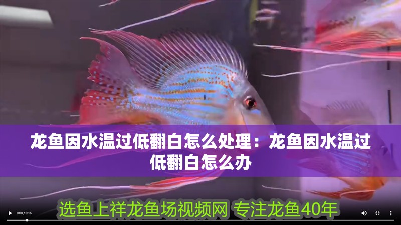 龍魚因水溫過低翻白怎么處理：龍魚因水溫過低翻白怎么辦