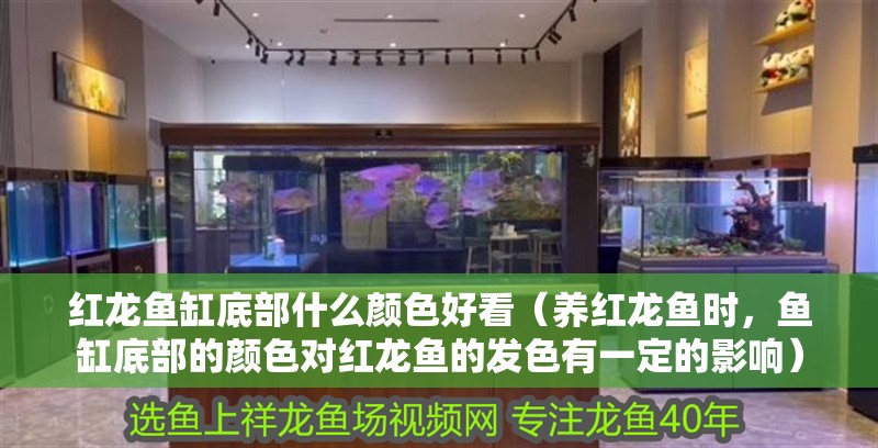 紅龍魚缸底部什么顏色好看（養紅龍魚時，魚缸底部的顏色對紅龍魚的發色有一定的影響）