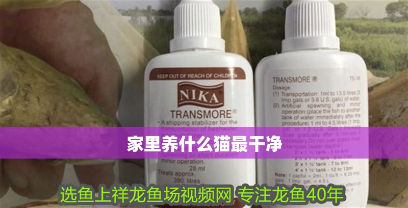 家里養(yǎng)什么貓最干凈 家里養(yǎng)什么貓最干凈 龍魚論壇