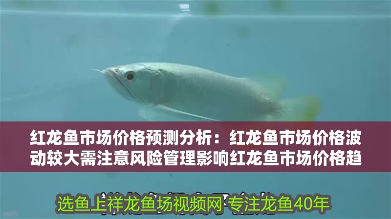紅龍魚市場價格預測分析：紅龍魚市場價格波動較大需注意風險管理影響紅龍魚市場價格趨勢