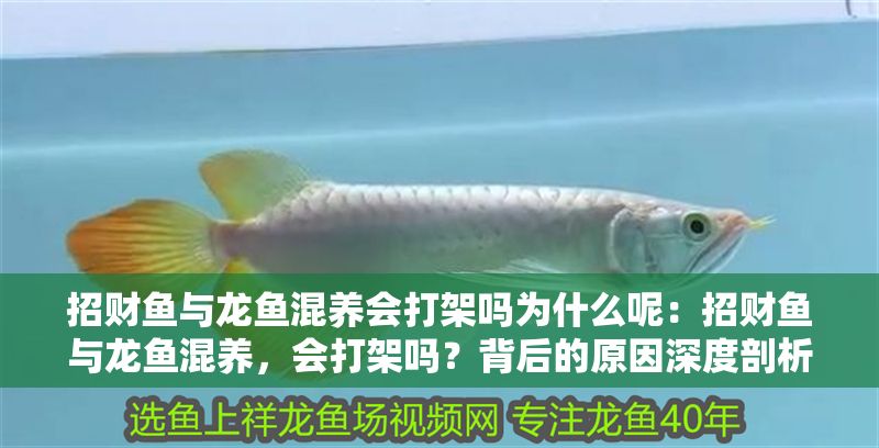 招財魚與龍魚混養會打架嗎為什么呢：招財魚與龍魚混養，會打架嗎？背后的原因深度剖析