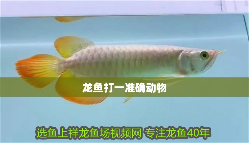 龍魚打一準確動物