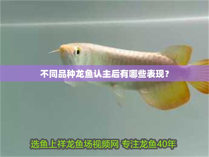 不同品種龍魚認主后有哪些表現(xiàn)?