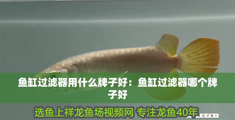 魚缸過濾器用什么牌子好：魚缸過濾器哪個牌子好