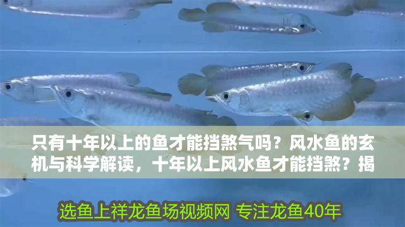 只有十年以上的魚才能擋煞氣嗎？風水魚的玄機與科學解讀，十年以上風水魚才能擋煞？揭秘魚齡與煞氣的科學真相 只有十年以上的魚才能擋煞氣嗎？風水魚的玄機與科學解讀，十年以上風水魚才能擋煞？揭秘魚齡與煞氣的科學真相 龍魚百科 第1張