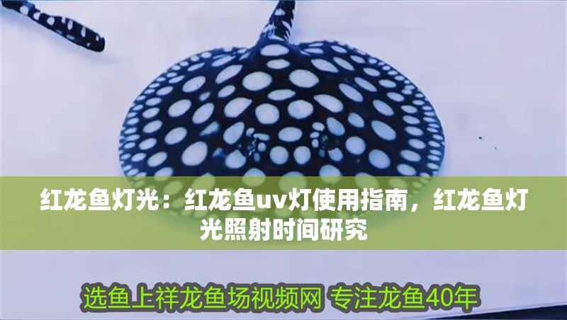 紅龍魚燈光：紅龍魚uv燈使用指南，紅龍魚燈光照射時間研究