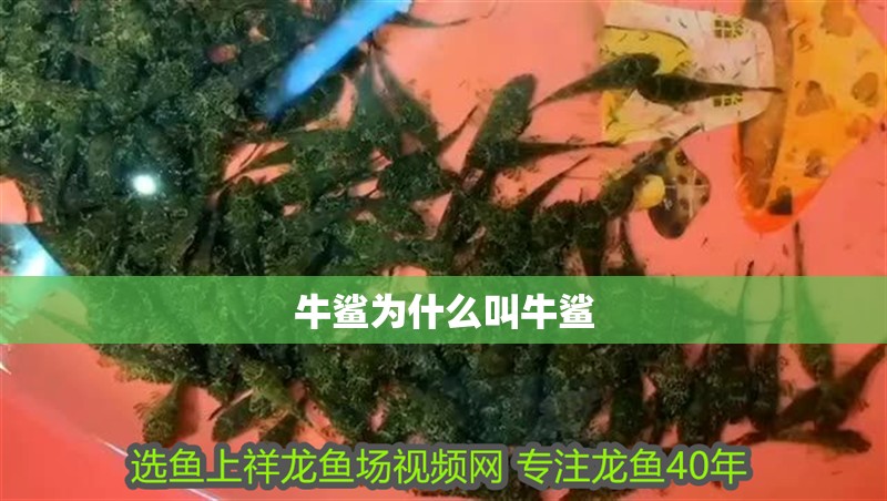 牛鯊為什么叫牛鯊