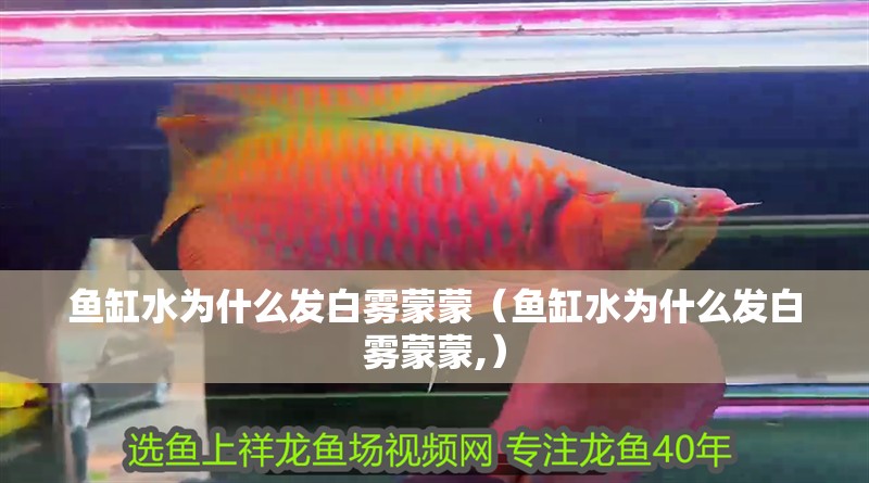 魚缸水為什么發(fā)白霧蒙蒙（魚缸水為什么發(fā)白霧蒙蒙,）
