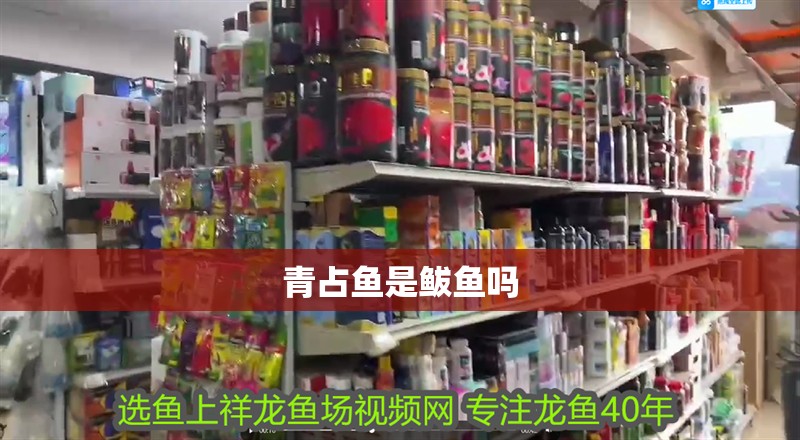 青占魚是鲅魚嗎