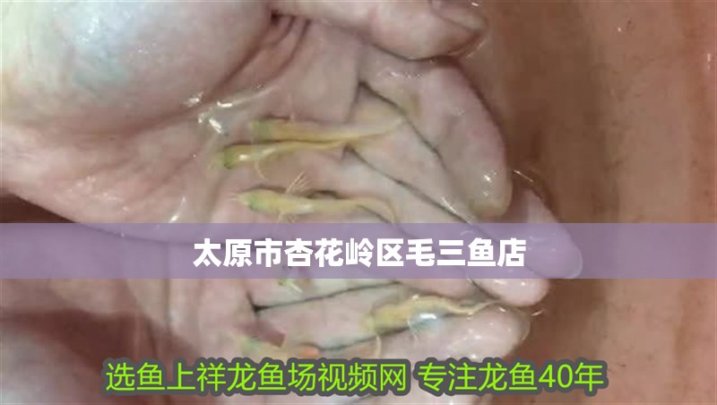 太原市杏花嶺區毛三魚店
