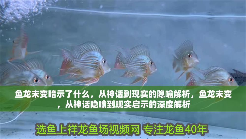 魚龍未變暗示了什么，從神話到現實的隱喻解析，魚龍未變，從神話隱喻到現實啟示的深度解析