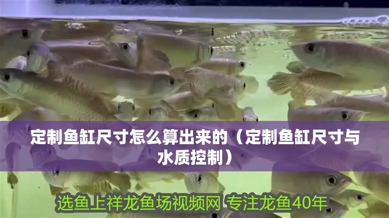 龍魚干蝦有營養嗎 定制魚缸尺寸怎么算出來的(定制魚缸尺寸與水質控制) 魚缸百科 定制魚缸尺寸怎么算出來的(定制魚缸尺寸與水質控制) 定制魚缸尺寸怎么算出來的(定制魚缸尺寸與水質控制) 魚缸百科