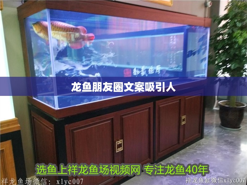 龍魚朋友圈文案吸引人
