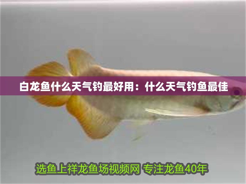 白龍魚什么天氣釣最好用：什么天氣釣魚最佳