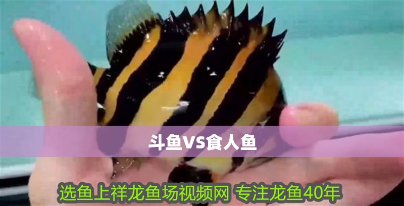 斗魚VS食人魚