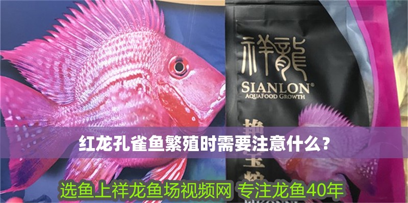 紅龍孔雀魚繁殖時需要注意什么？ 紅龍孔雀魚繁殖時需要注意什么？ 龍魚百科