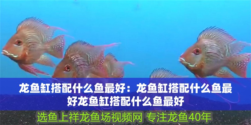 龍魚缸搭配什么魚最好：龍魚缸搭配什么魚最好龍魚缸搭配什么魚最好