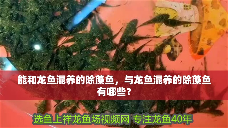 能和龍魚混養(yǎng)的除藻魚，與龍魚混養(yǎng)的除藻魚有哪些？ 能和龍魚混養(yǎng)的除藻魚，與龍魚混養(yǎng)的除藻魚有哪些？ 龍魚百科