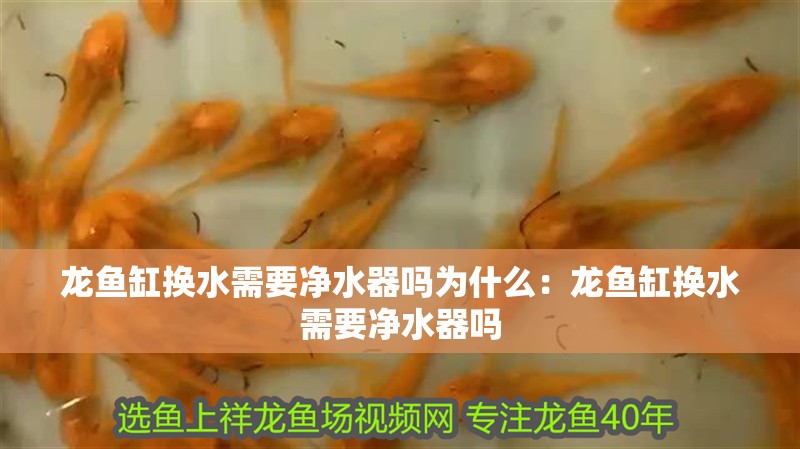 龍魚缸換水需要凈水器嗎為什么：龍魚缸換水需要凈水器嗎