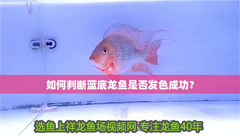 如何判斷藍底龍魚是否發色成功？