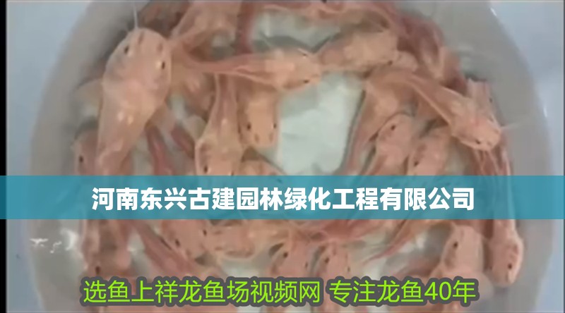 河南東興古建園林綠化工程有限公司 河南東興古建園林綠化工程有限公司 全國水族館企業名錄