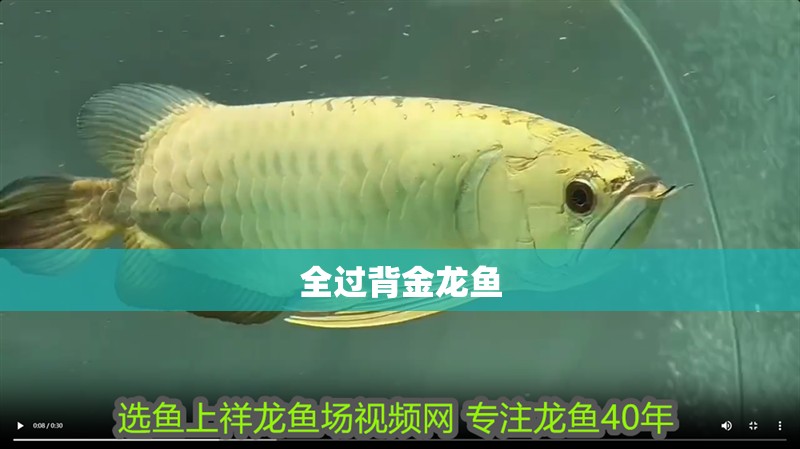 全過背金龍魚