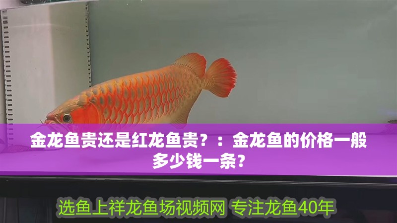 金龍魚貴還是紅龍魚貴？：金龍魚的價格一般多少錢一條？