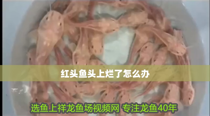 紅頭魚(yú)頭上爛了怎么辦