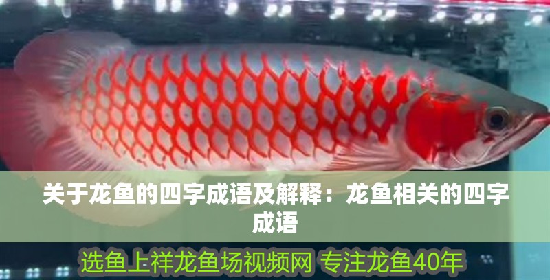 關于龍魚的四字成語及解釋：龍魚相關的四字成語
