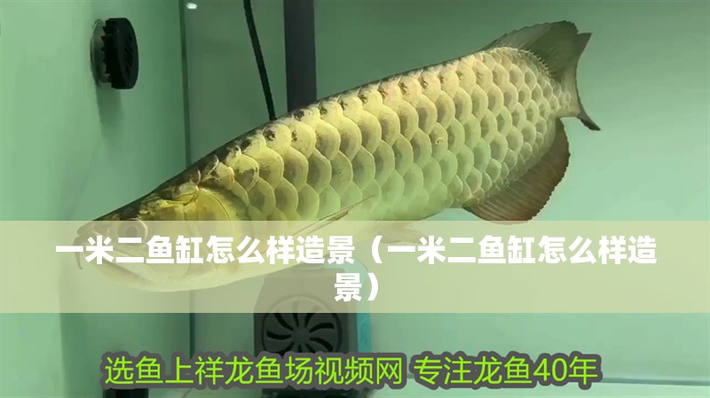 一米二魚缸怎么樣造景（一米二魚缸怎么樣造景）