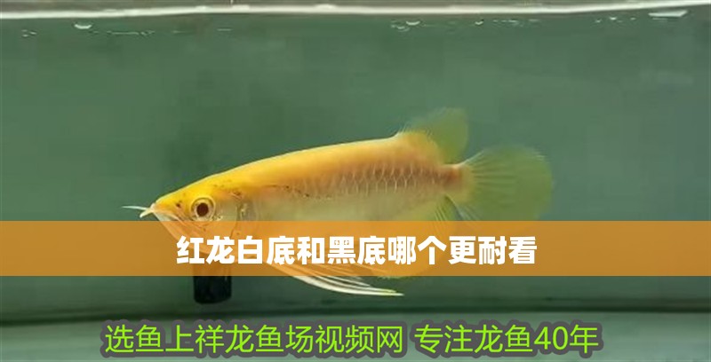 紅龍白底和黑底哪個更耐看