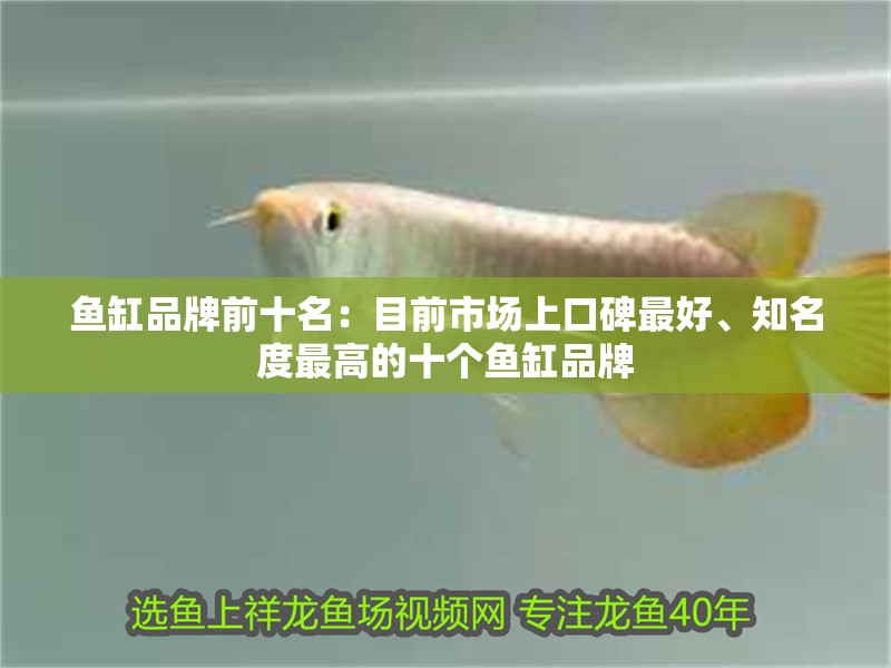 魚缸品牌前十名：目前市場上口碑最好、知名度最高的十個魚缸品牌 魚缸品牌前十名：目前市場上口碑最好、知名度最高的十個魚缸品牌 魚缸百科