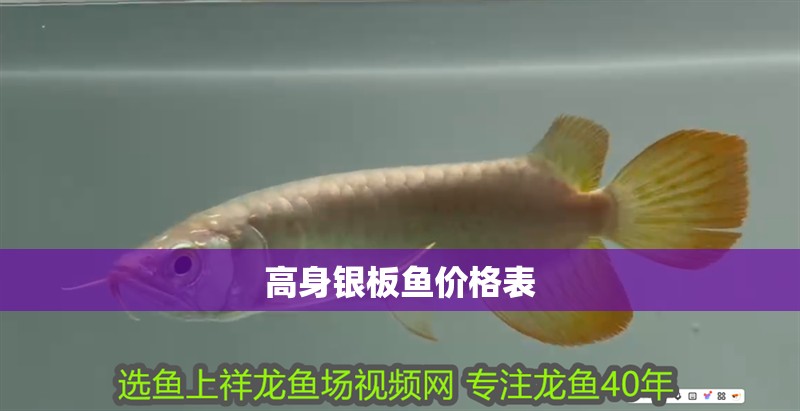高身銀板魚價格表 高身銀板魚價格表 龍魚論壇