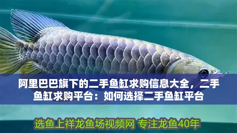 阿里巴巴旗下的二手魚缸求購信息大全，二手魚缸求購平臺：如何選擇二手魚缸平臺
