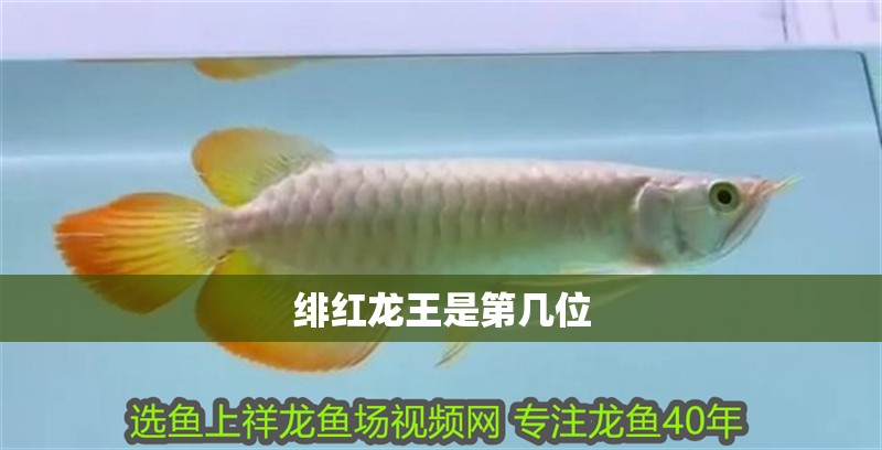 緋紅龍王是第幾位