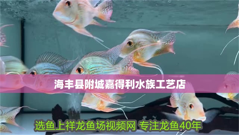 海豐縣附城嘉得利水族工藝店