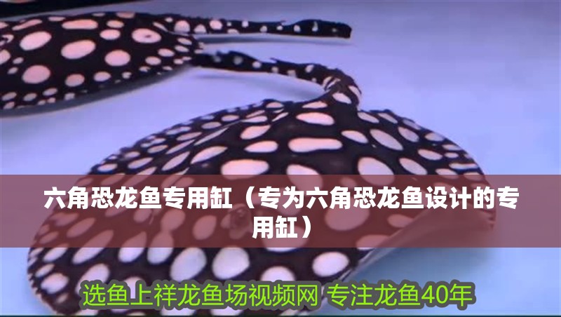 六角恐龍魚專用缸（專為六角恐龍魚設計的專用缸）