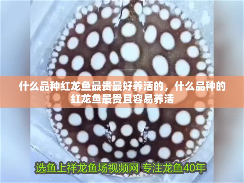 什么品種紅龍魚最貴最好養(yǎng)活的，什么品種的紅龍魚最貴且容易養(yǎng)活