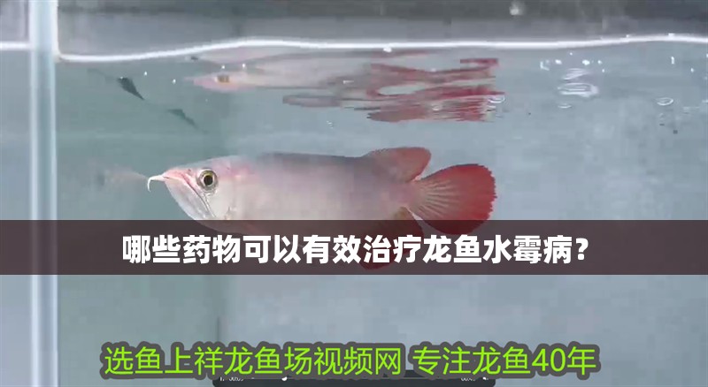 我的虎魚(yú)真菌感染了要怎么處理 哪些藥物可以有效治療龍魚(yú)水霉病? 龍魚(yú)百科 哪些藥物可以有效治療龍魚(yú)水霉病? 哪些藥物可以有效治療龍魚(yú)水霉病? 龍魚(yú)百科
