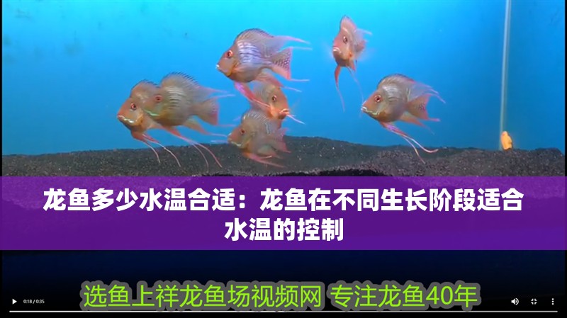 龍魚多少水溫合適：龍魚在不同生長階段適合水溫的控制