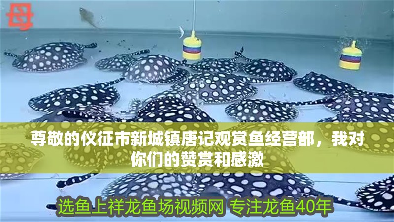 尊敬的儀征市<strong><mark>新城</mark></strong>鎮唐記觀賞魚經營部，我對你們的贊賞和感激