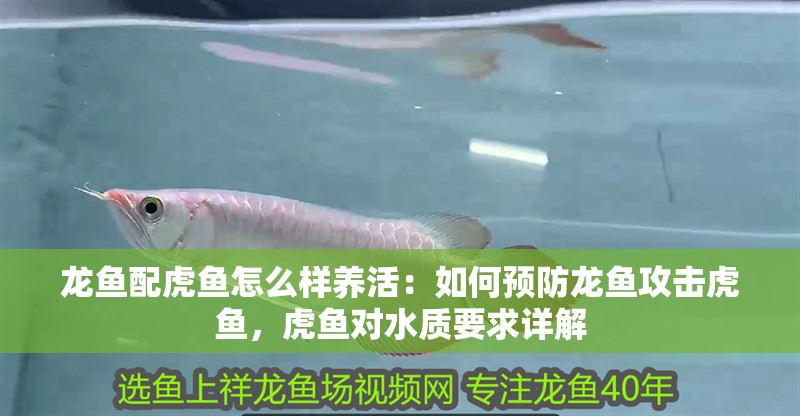 龍魚配虎魚怎么樣養活：如何預防龍魚攻擊虎魚，虎魚對水質要求詳解
