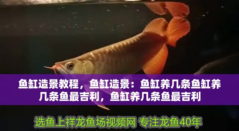 魚缸造景教程，魚缸造景：魚缸養(yǎng)幾條魚缸養(yǎng)幾條魚最吉利，魚缸養(yǎng)幾條魚最吉利